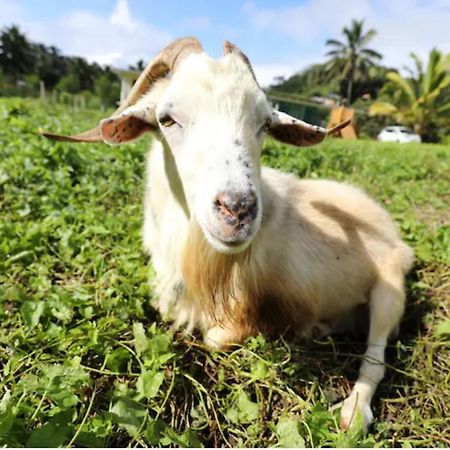 Jo'S Farmstay-Charming Holiday Farm Close To Famous Muri Beach Rarotonga Exteriér fotografie