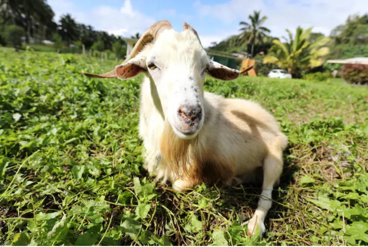 Jo'S Farmstay-Charming Holiday Farm Close To Famous Muri Beach Rarotonga Exteriér fotografie