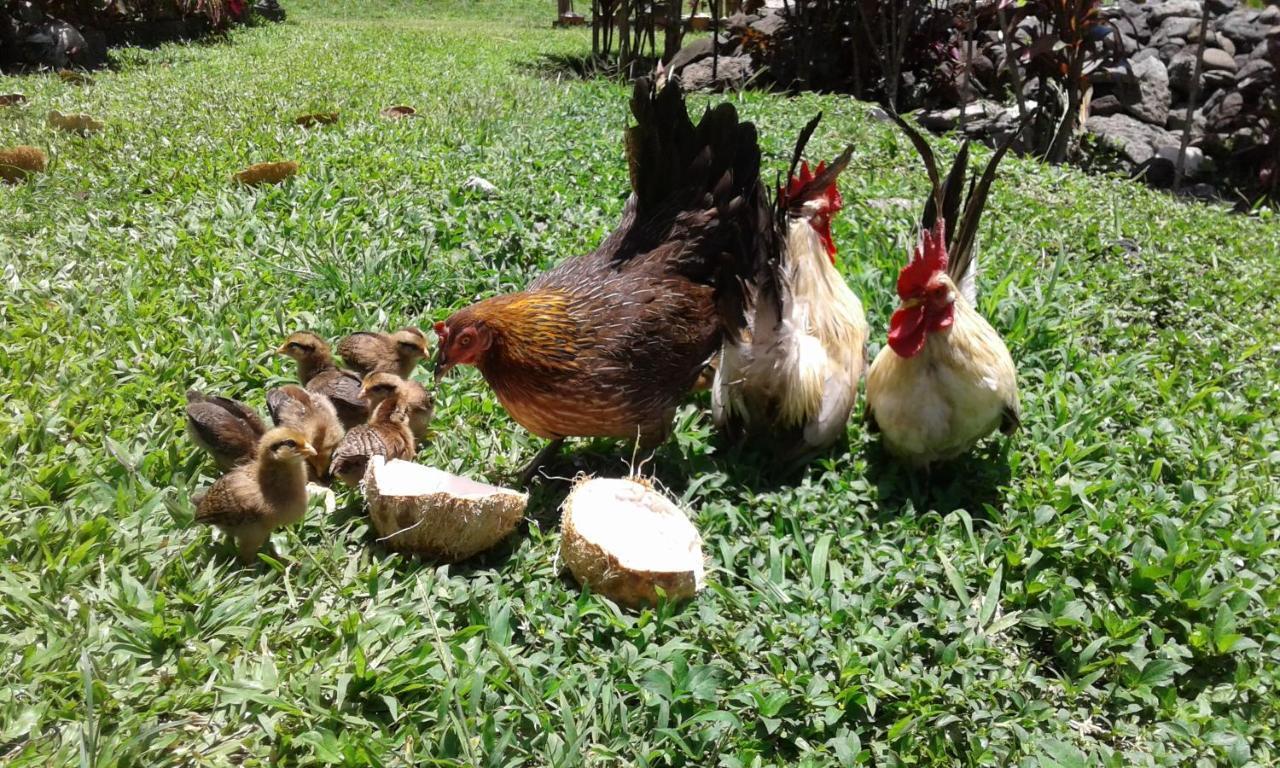 Jo'S Farmstay-Charming Holiday Farm Close To Famous Muri Beach Rarotonga Exteriér fotografie